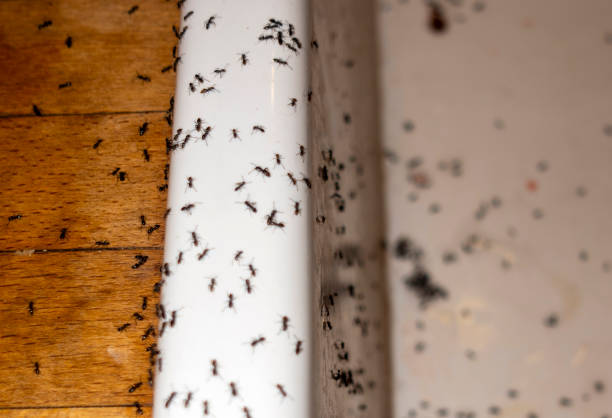 Best Insect Control  in Strasburg, OH