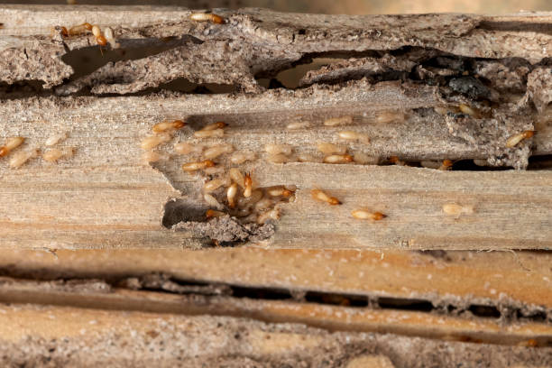 Best Wildlife Control Services  in Strasburg, OH