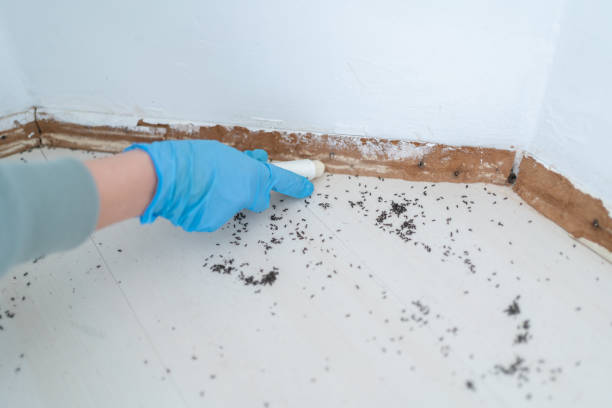 Wasp Removal Services in Strasburg, OH